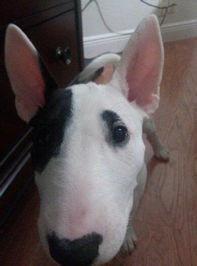 meet Kaya. She’s a 10 week old Bull Terrier. Already spoiled.